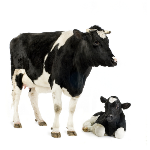 cow and calf